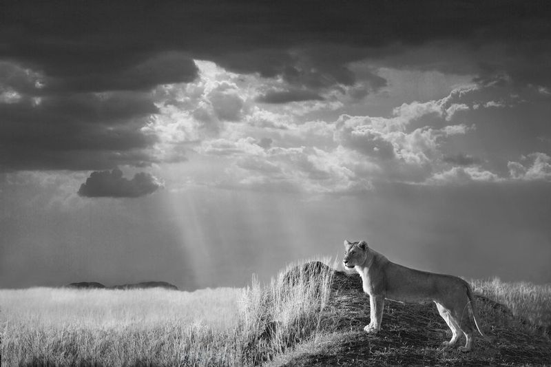 Lion Looking Out As Sky Clears.jpg