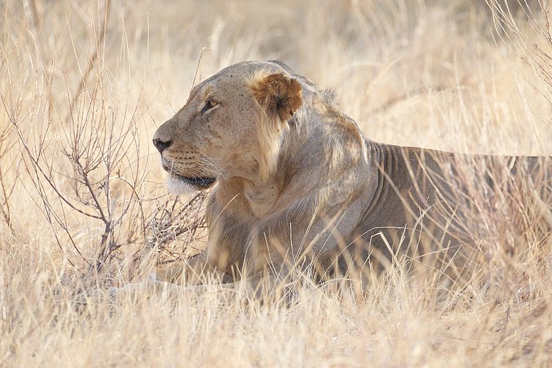 Lion Male in Tsavo (nick named white lions).jpg :: Male lion sits during heat of day. The lighter color is common in this very hot area -hence the name white lions of Tsavo.