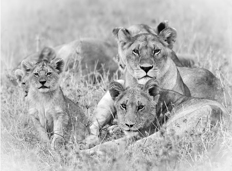 Lion Pride on the Serengeti.jpg