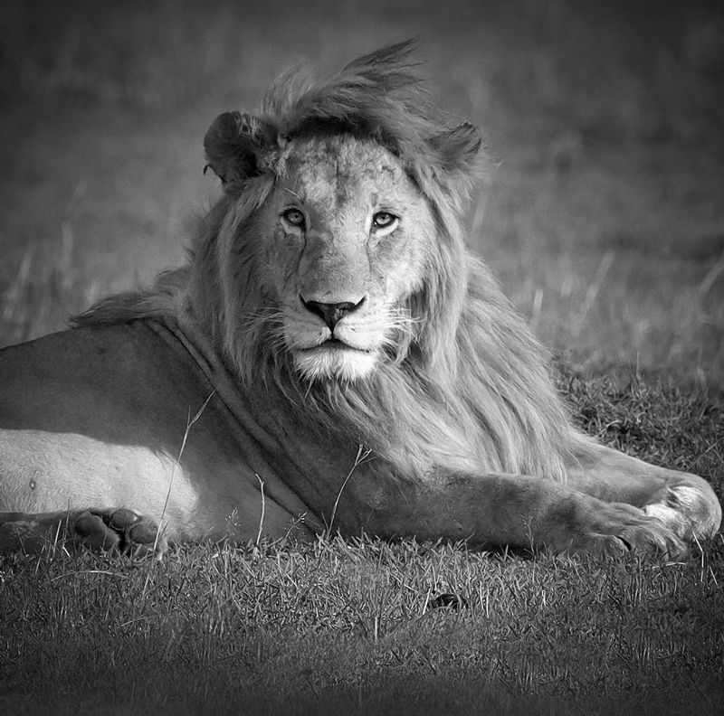 Lion-King-BW-Square.jpg