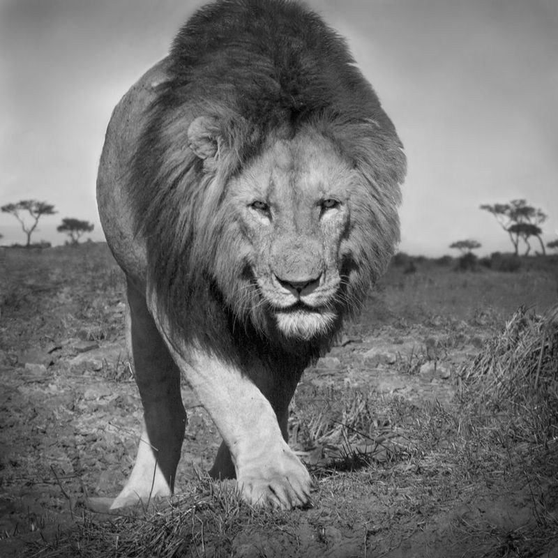 Lion-male-walking-at-camera-BW.jpg