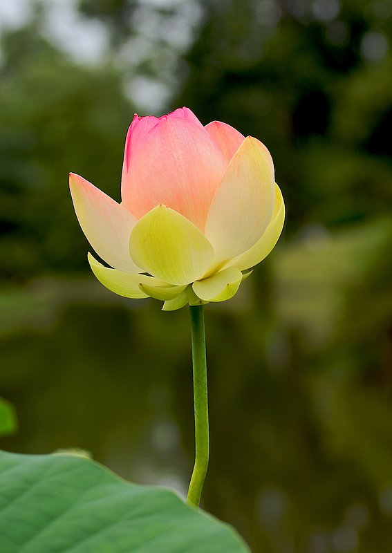 Lotus bloom (North American species).jpg :: Lotus bloom North American species