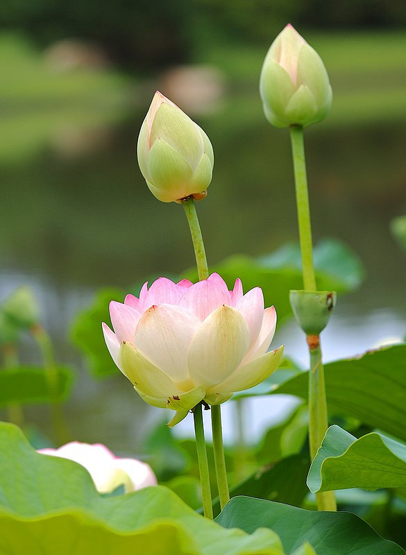 Lotus bloom 2 (North American species).jpg :: Lotus bloom North American species