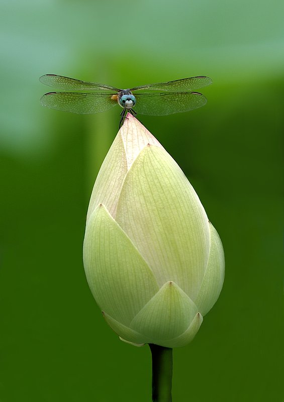 Lotus with dragon fly (North American species).jpg :: Lotus bud with dragon fly, North American species