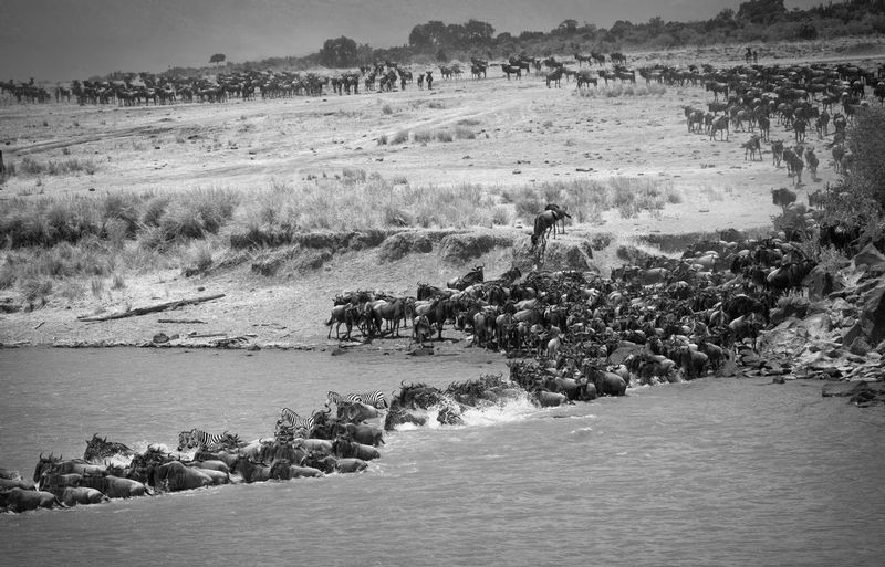 Migration early phase.jpg