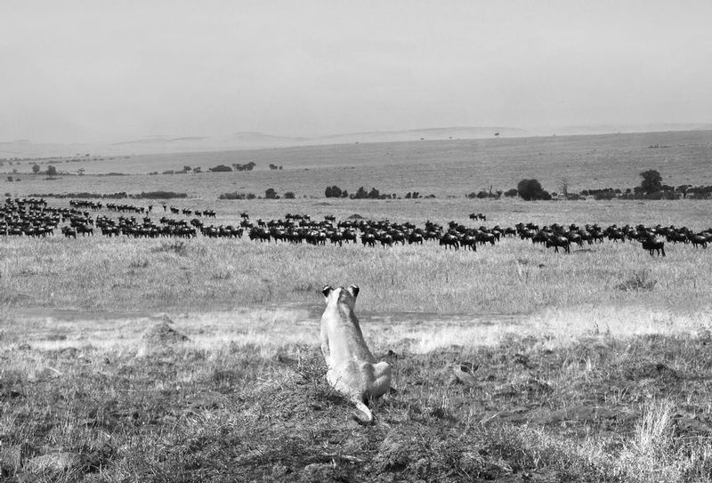 Migration with Lion Watching.jpg