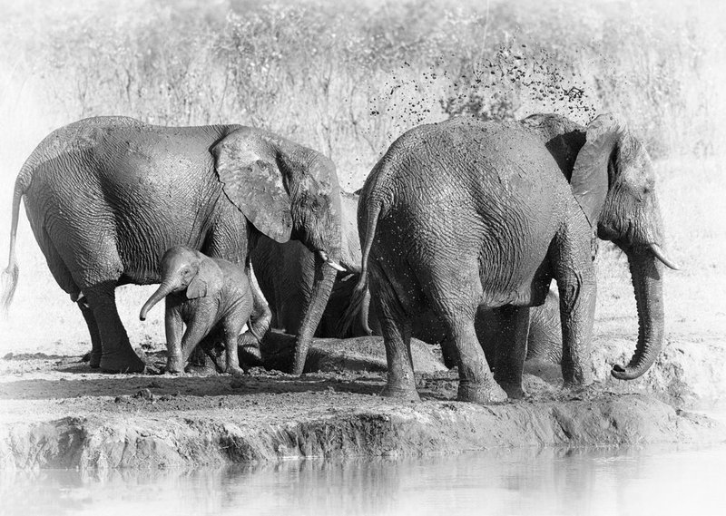 Mud Fest-In Zimbabwe.jpg