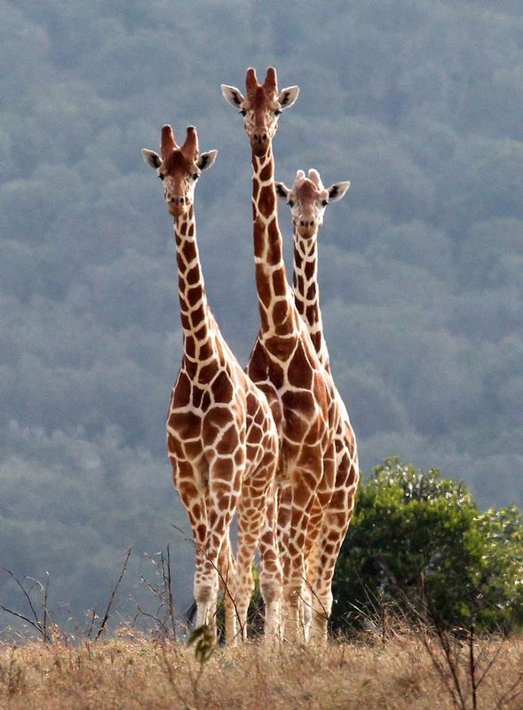 Retic-Giraffe-3-some.1.jpg