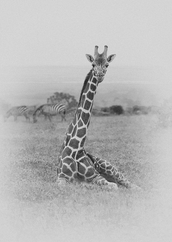 Reticulated-Giraffe-Sitting (light vignette).jpg :: An adult giraffe is sitting and resting. Giraffes only sit down when another giraffe is standing by and watching for dangers.