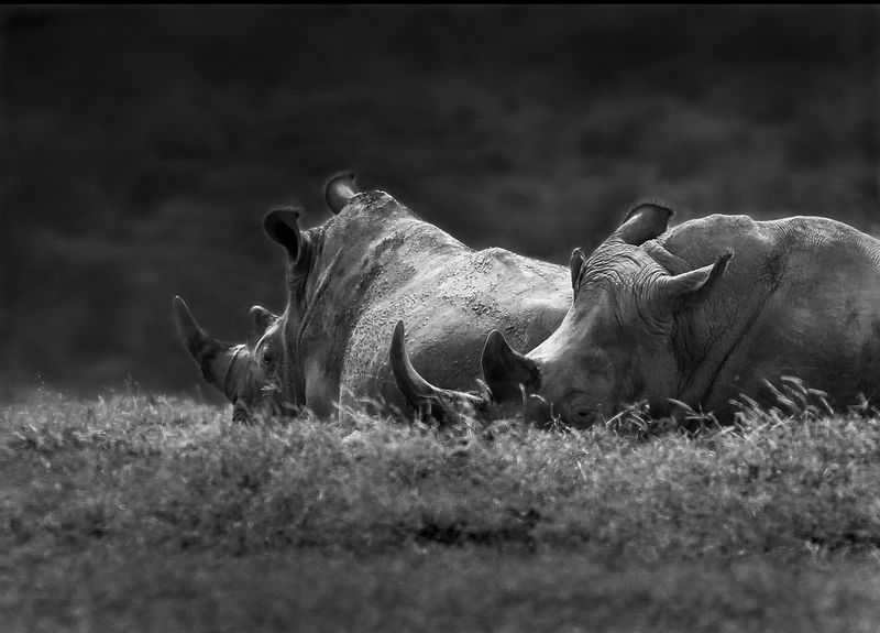 Rhinos At Rest.jpg