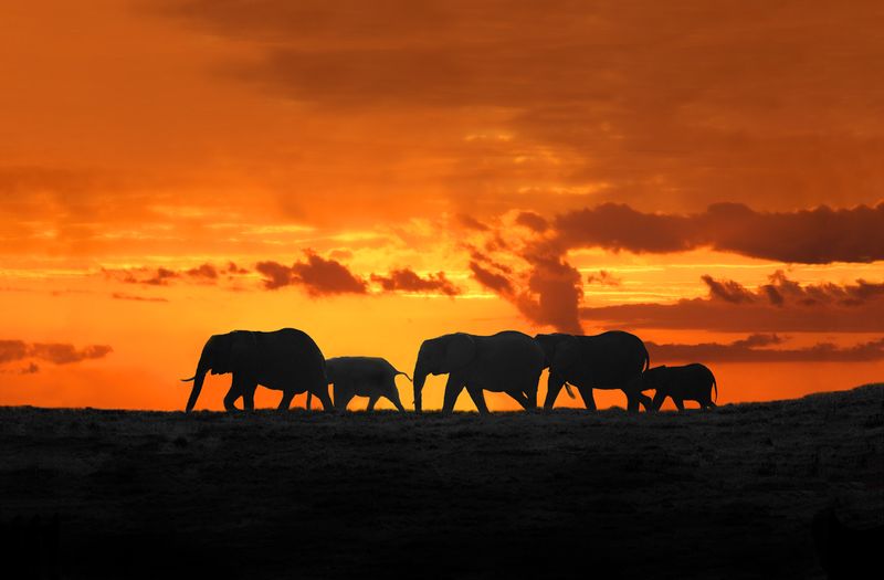 Sunset in Amboseli.jpg :: Sunset in Amboseli with elephant family walking
