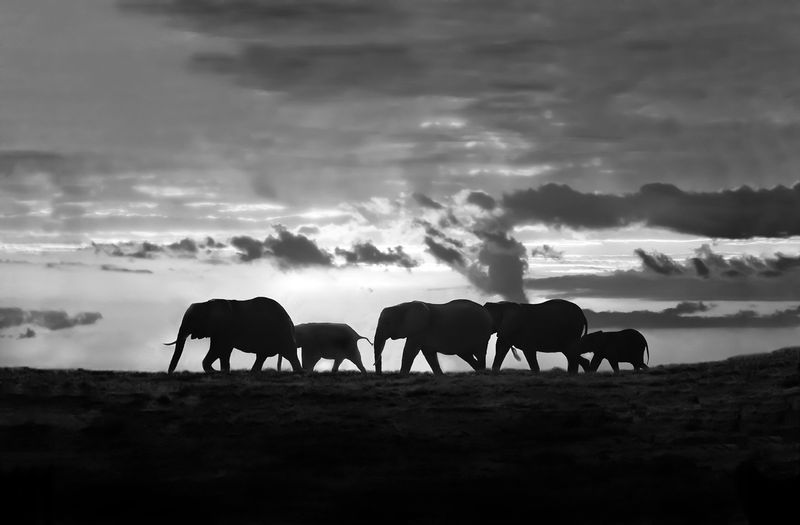 Sunset-in-Amboseli--elephants.jpg