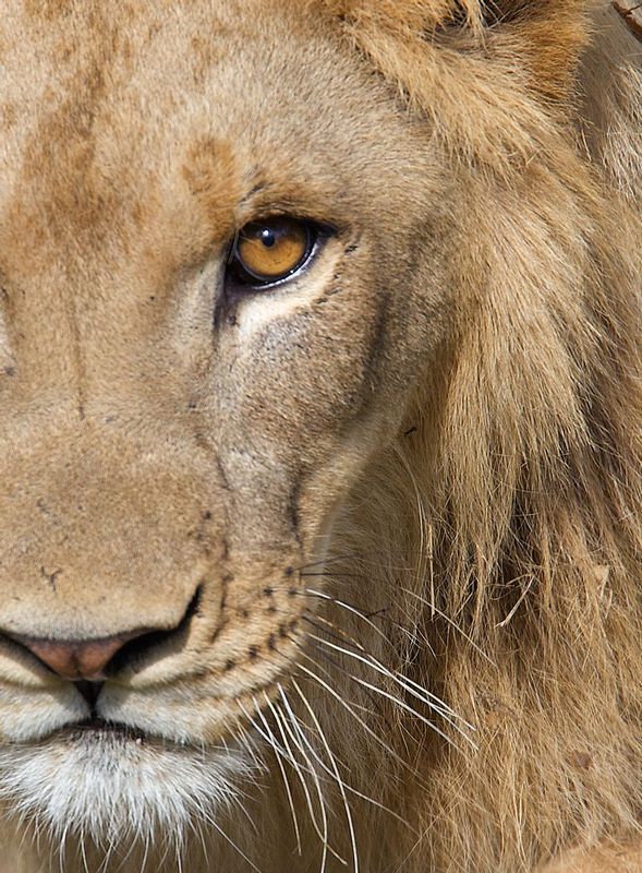 The Lions Eye.jpg ::  facial close up showing the eye of a lion