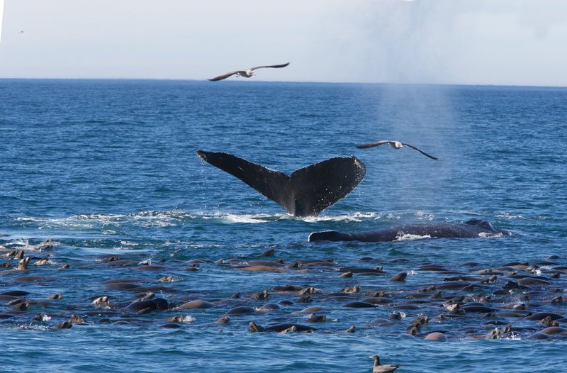 Two humpbacks-and-seals.jpg