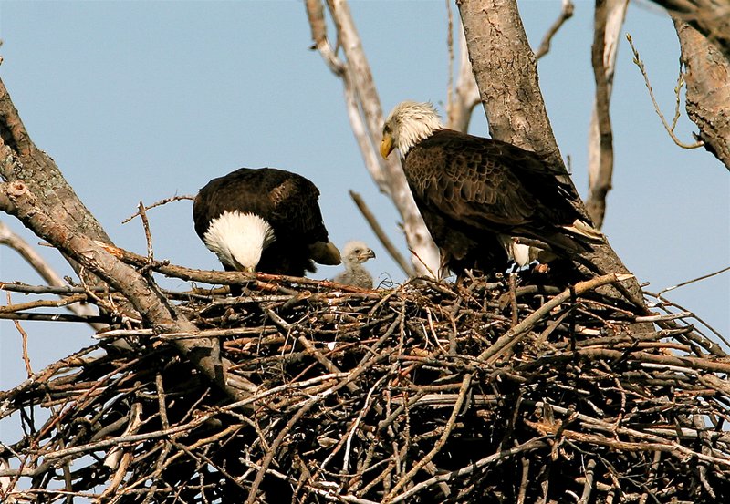 W26-Eagle-nest-with-3-week old chick.jpg :: Mother and father inspecting their offspring.