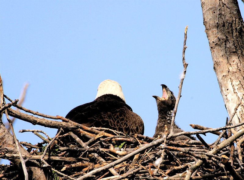 W27-Eagle with 6-week old chick.jpg :: eagles in nest