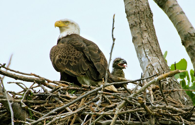 W28-Eagle-nest-with-5-week old chick.jpg :: Mother and growing babe