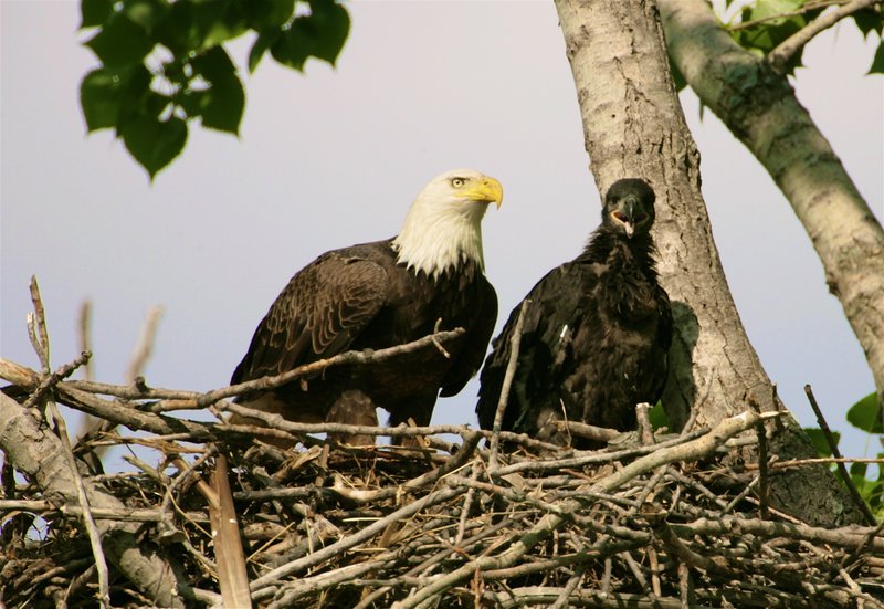 W29 Eagle with nearly mature 7-week old chick.jpg :: Now nearly adult sitting next to mother.