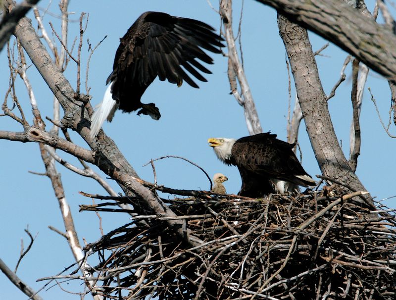 W31-Eagle-nest-with 3week old chick.jpg