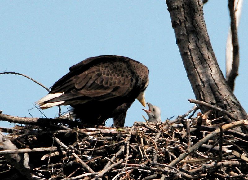 W32-Eagle-feeding-4-week old chick.jpg