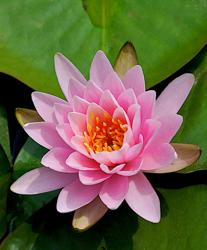 Water-lilly-pink-close (North American species).jpg :: North American water lily