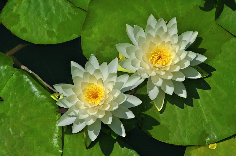 Water-lily-2-blooms (North American species).jpg :: North American water lily
