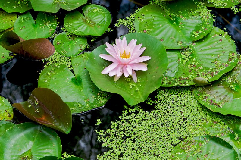Water-lily-and-Algea 3 (North American species).jpg :: North American water lily