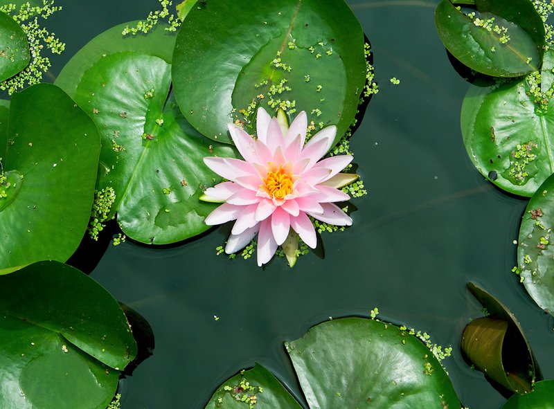 Water-lily-and-algea 1 (North American species).jpg :: North American water lily