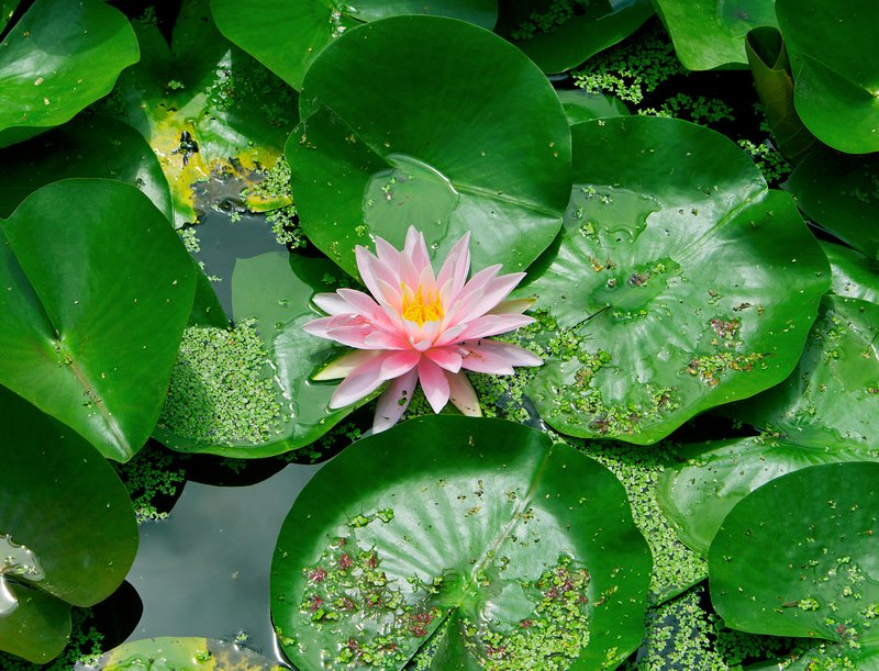 Water-lily-and-algea 2 (North American species).jpg :: North American water lily