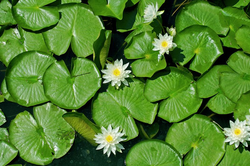 Water-lily-cluster (North American species).jpg :: Water lily of North America