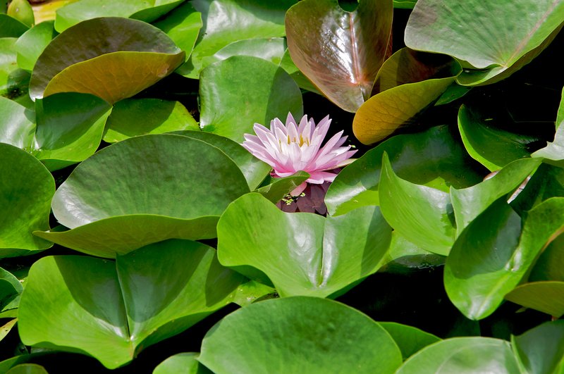Water-lily-pink-w-textures (North American species).jpg :: North American water lily