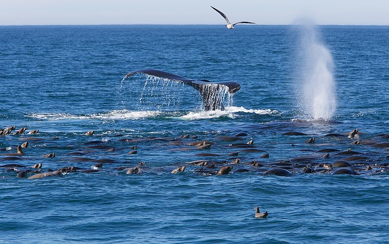 Whale dive and whale blow.jpg