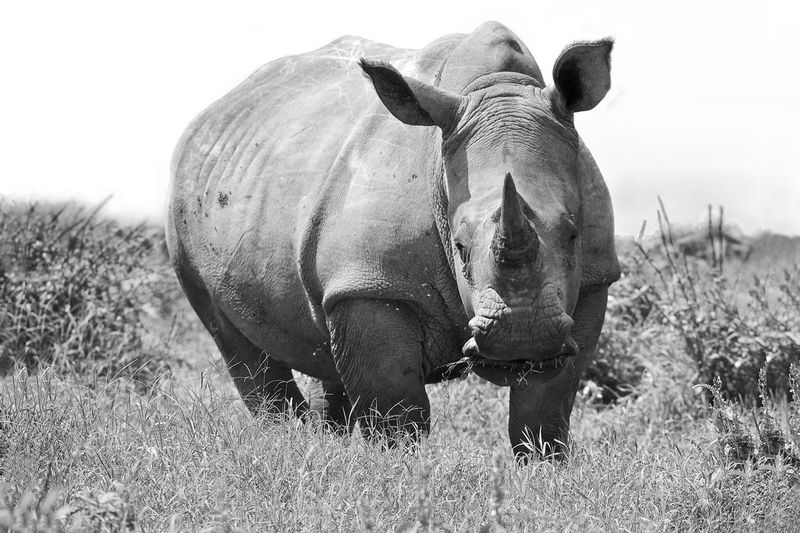 White-Rhino.jpg