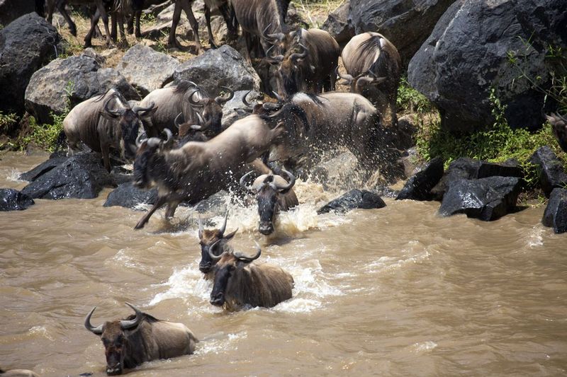 Wildebeests jumping in to start migration164A3866.jpg