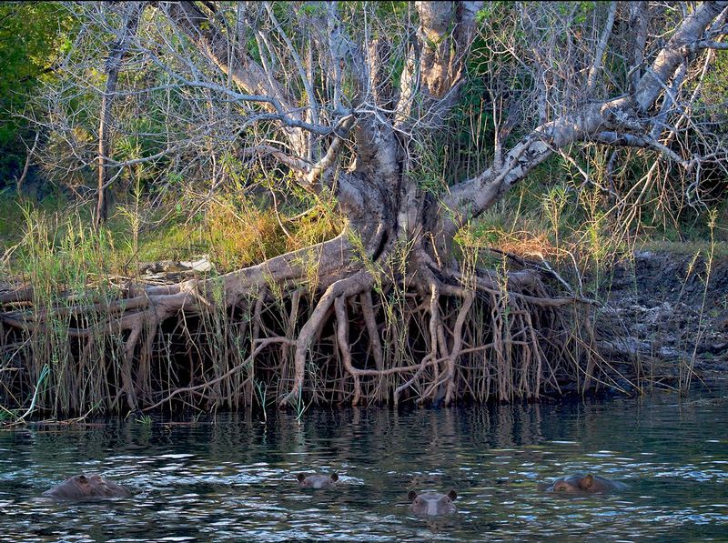 Zambezi-River-with-hippos-and-crocs copy.jpg :: Hippos and crocs in the Zambezi River.