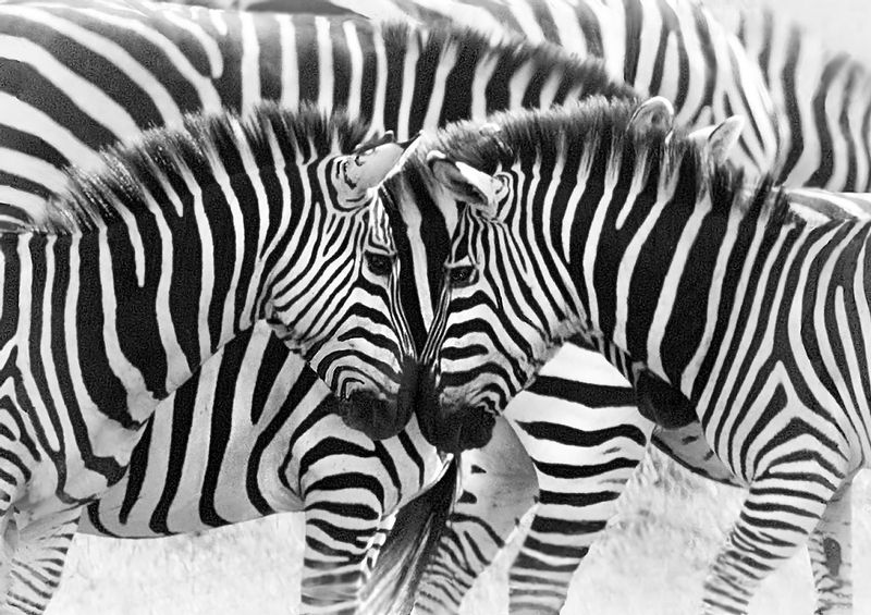 Zebra Nose to Nose with light vignette.jpg