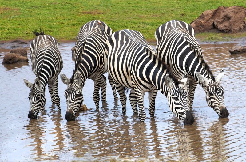 Zebra group drinking Samburu.jpg