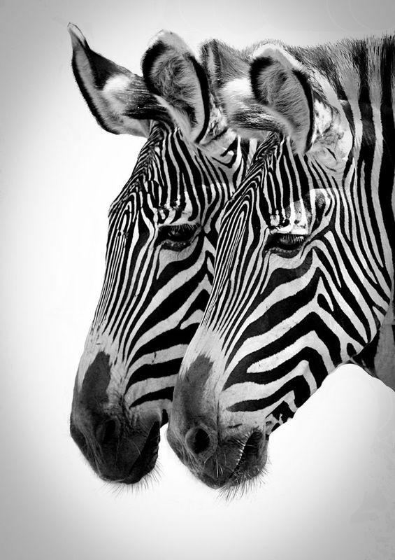Zebra twins light vignette.jpg