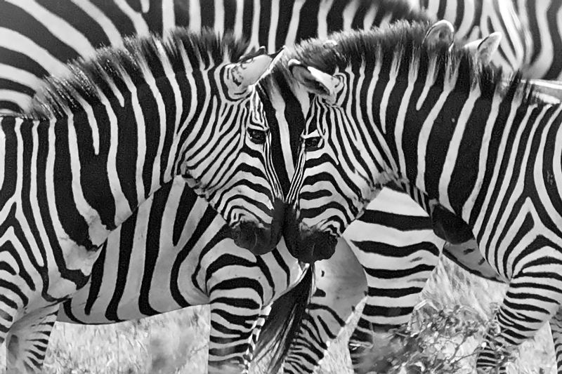 Zebra-Nose-to-Nose.jpg