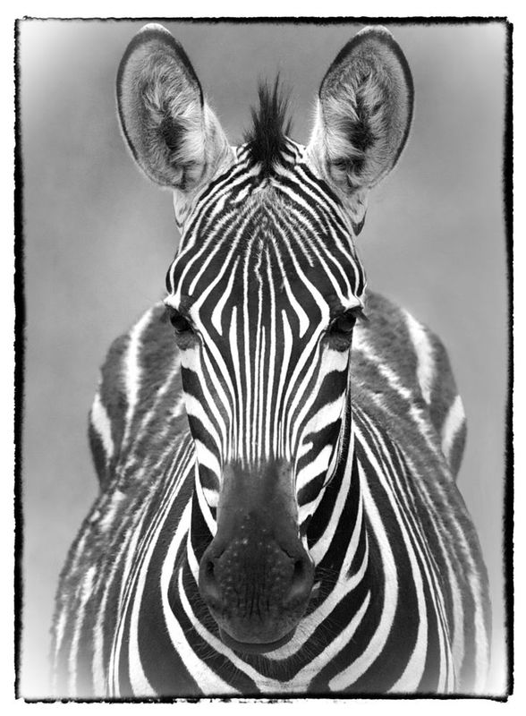 Zebra-close-up-front-viewlt-vign.jpg