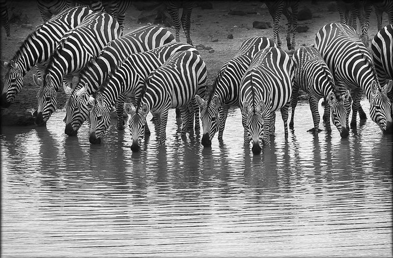 Zebra-group-drinking-plus light vignette.jpg