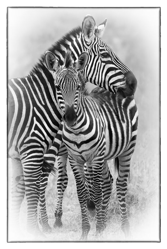 Zebra-with-young.jpg