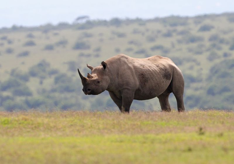 black rhino.jpg :: A black rhino is standing on the plains in Aberdare region of Kenya.