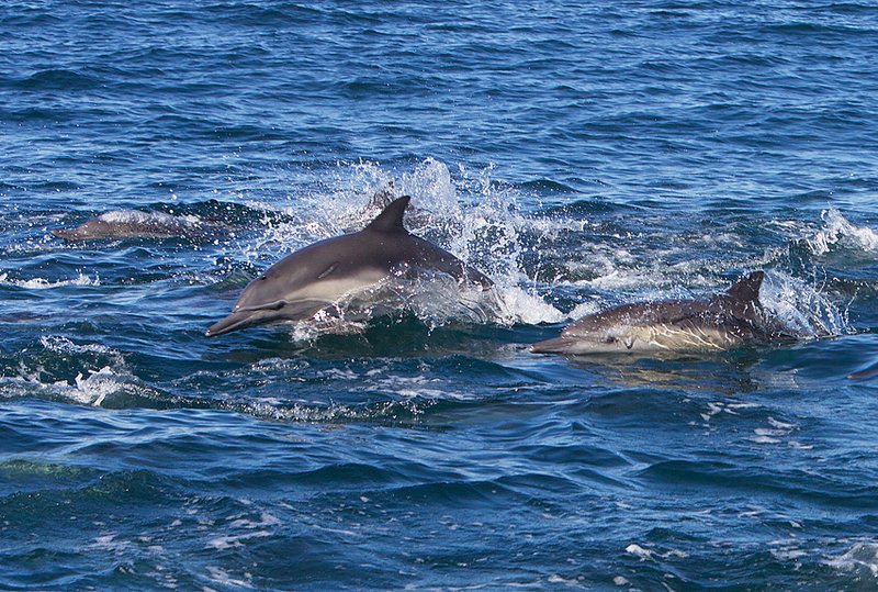 dolphin-run-034.jpg