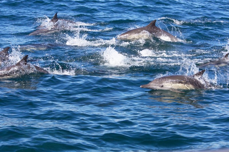 dolphin-run-036.jpg
