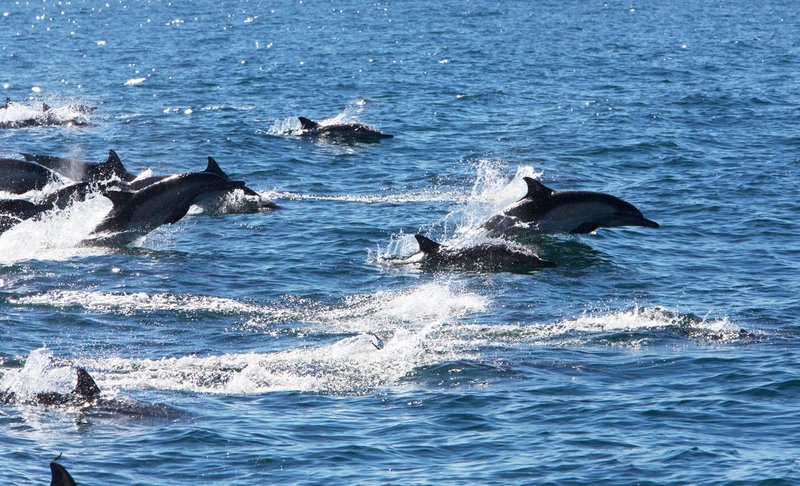 dolphins-jumping-005.jpg
