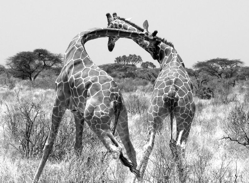 giraffe-males-in-combat.2-1106.BW-crop-copy.jpg