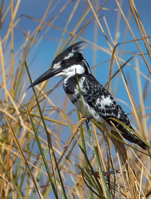 kingfisher259A9916.jpg
