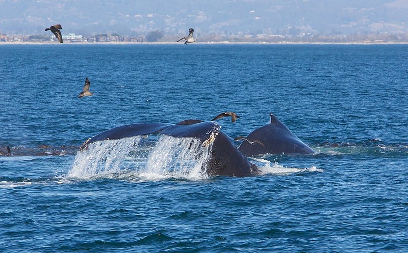 two whales 006.jpg