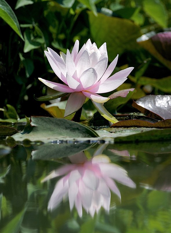 water-lilly-reflection (North American species).jpg :: North American water lily,  water level view